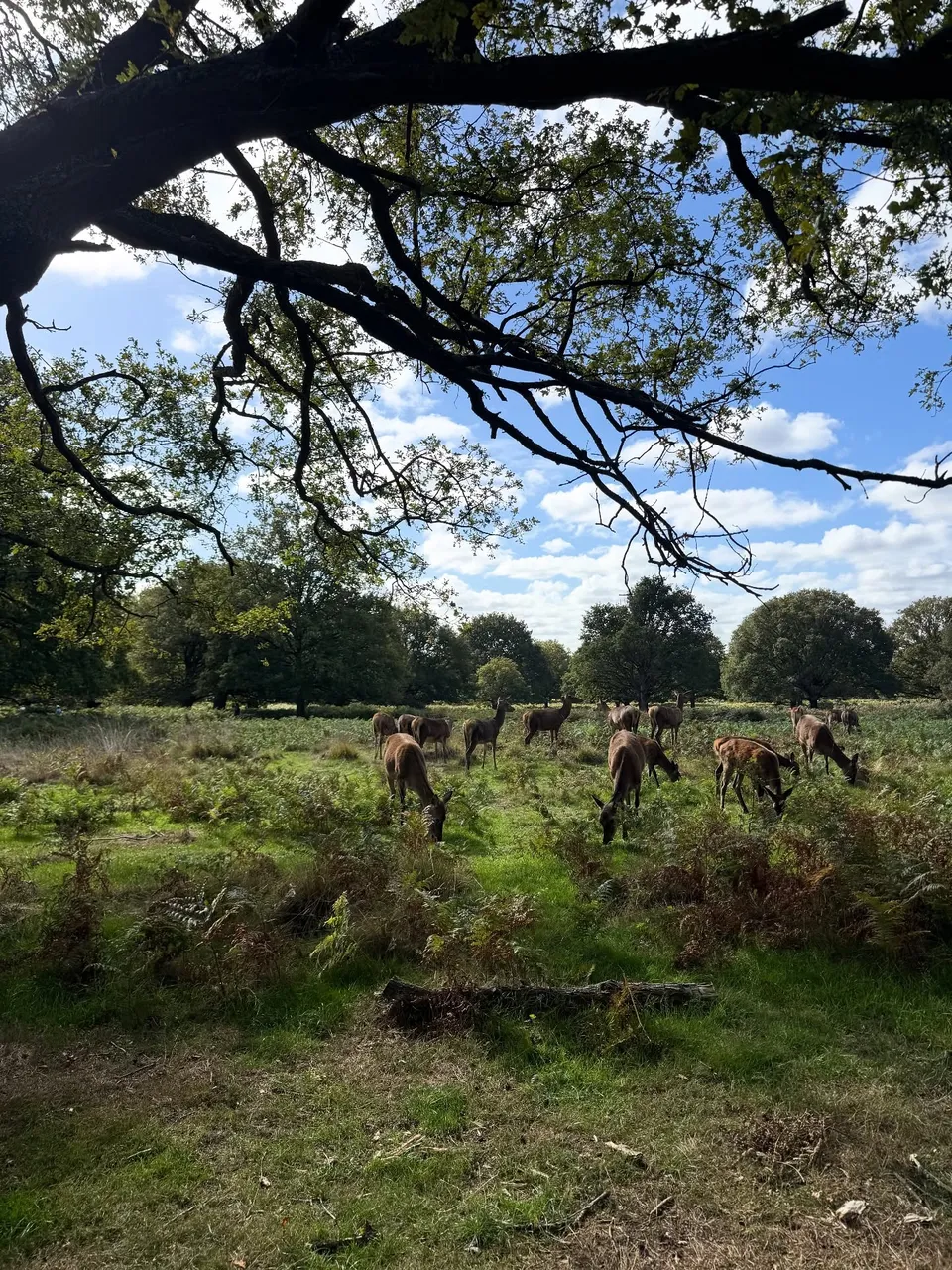 Deer grazing in Richmond Park